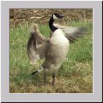 Branta canadensis - Kanadagans 09 OS-Hellern-Duete.jpg